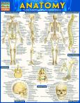 Anatomy - Reference Guide (ebook)